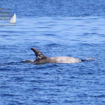 Risso's dolphin
