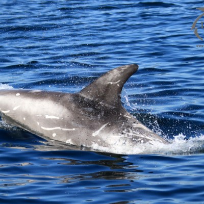 Risso's dolphin