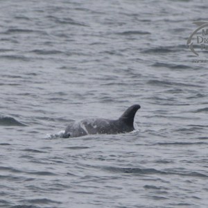 Risso's dolphin