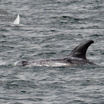 Risso's dolphin