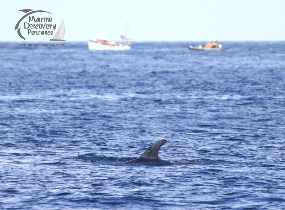 Risso's dolphin and boats