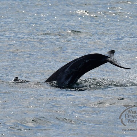 Risso's dolphin tail