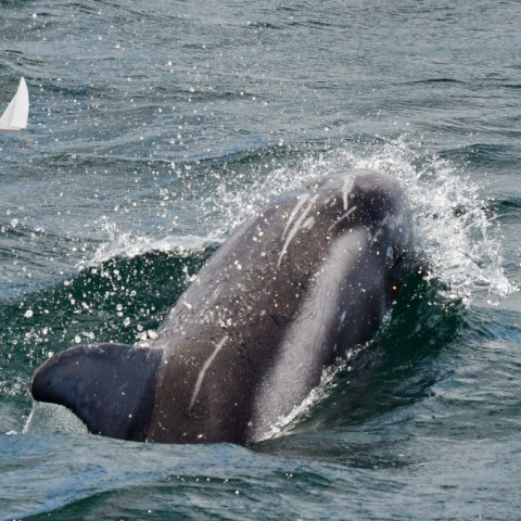 Risso's dolphin
