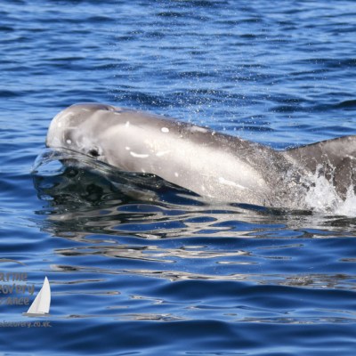 Risso's dolphin