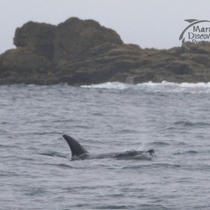 Risso's dolphin