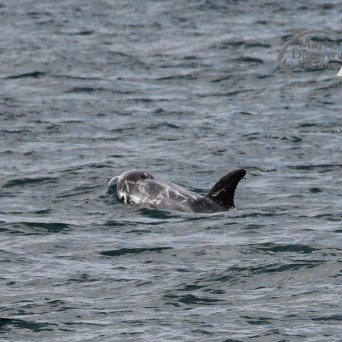 Risso's dolphin