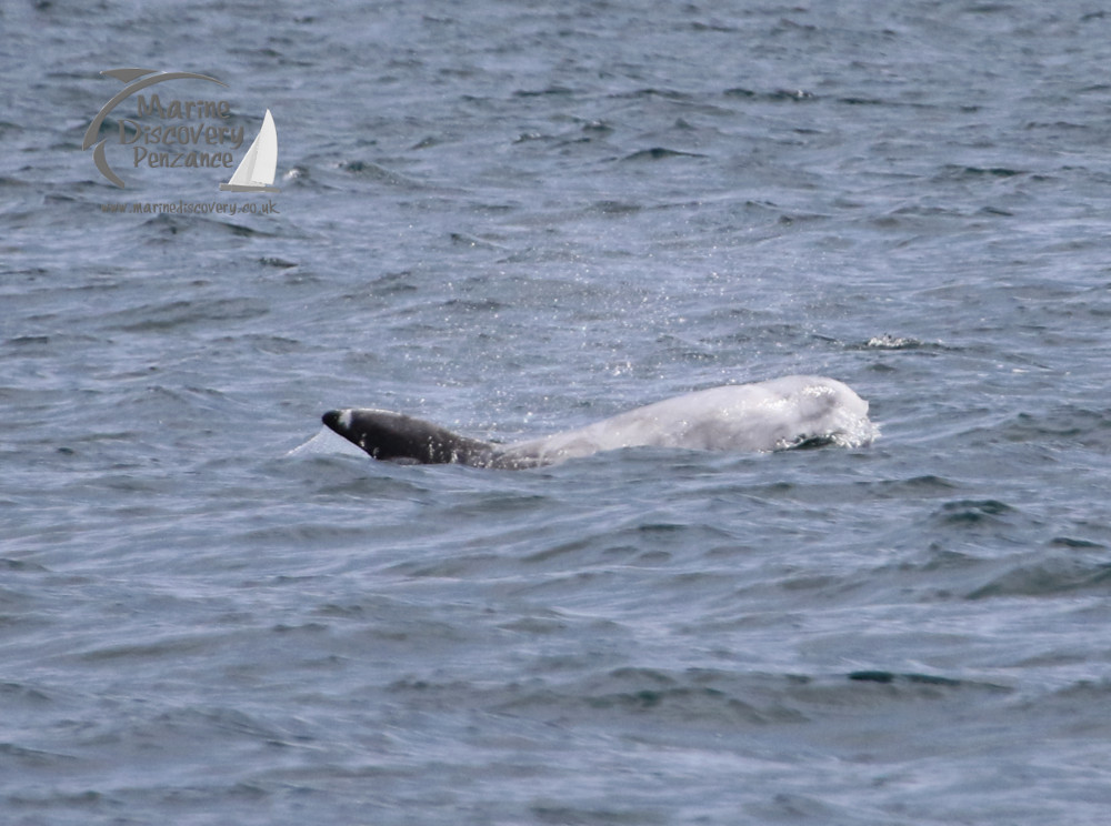 Risso's dolphin