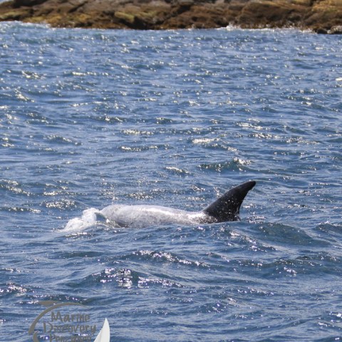 Risso's dolphin