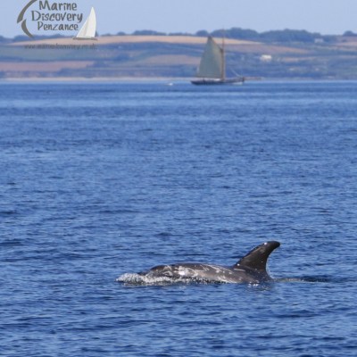 Risso's dolphin
