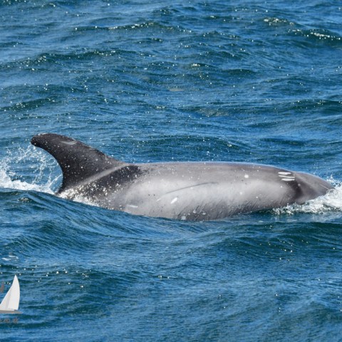 Risso's dolphin