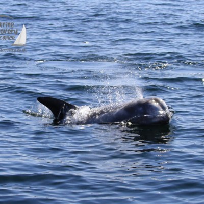 Risso's dolphin