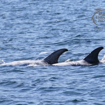 Risso's dolphins