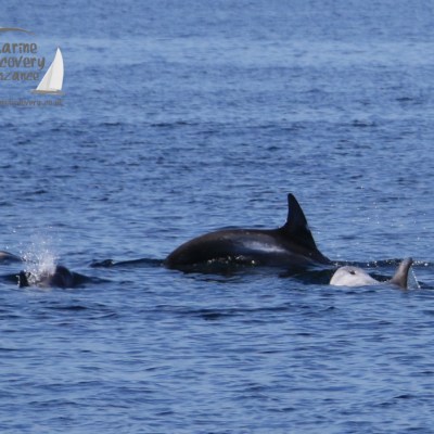Risso's dolphins