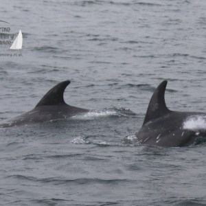 Risso's dolphins