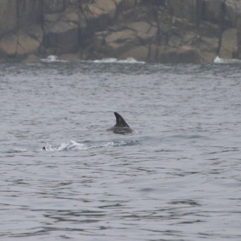 Risso's dolphin