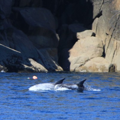 Risso's dolphins