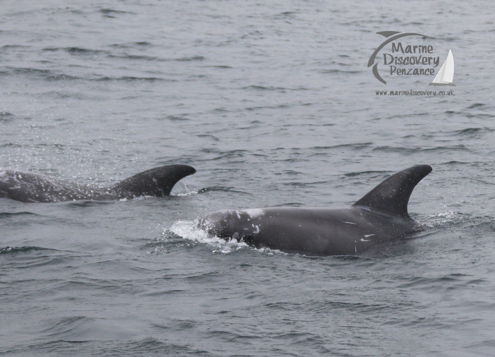 Risso's dolphins