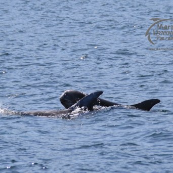 Risso's dolphins