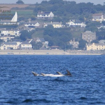 Risso's dolphins passing Marazion