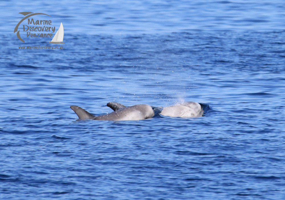 Risso's mum and calf