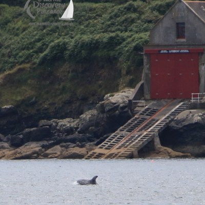 Risso's passing Penlee