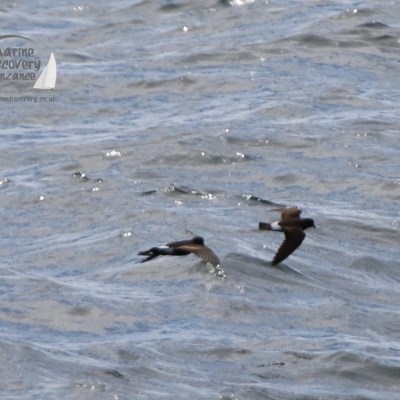 Wilson's and storm petrel