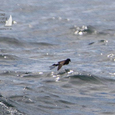 Wilson's petrel