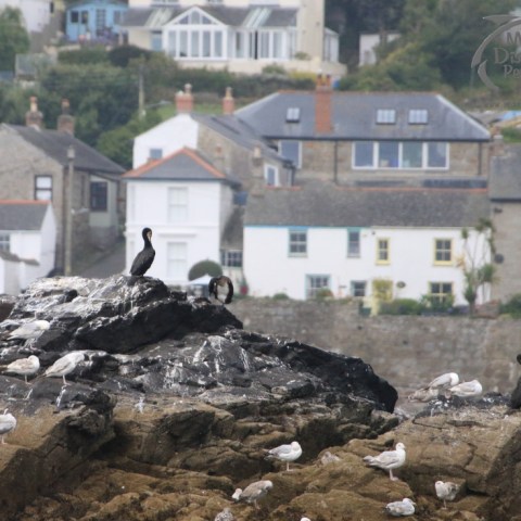 birds and mousehole