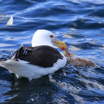 black backed gull