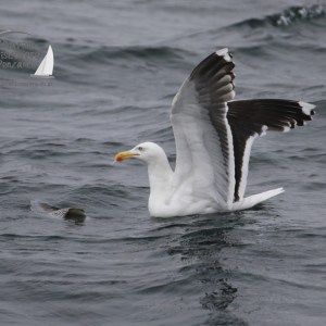 black backed gull