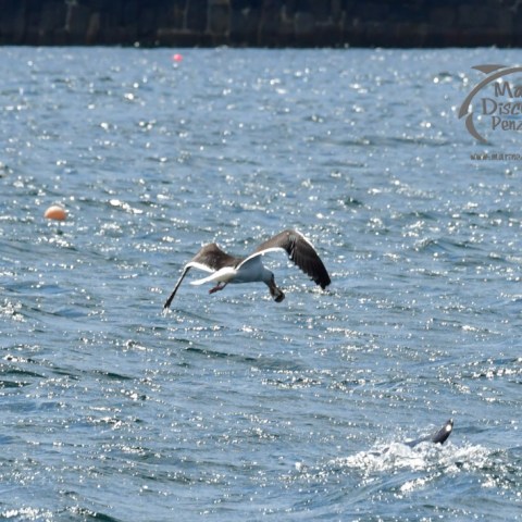 black backed gull