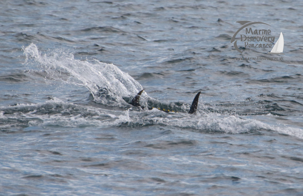 bluefin tuna