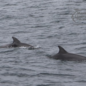 bottlenose dolphins