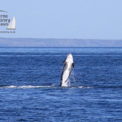 breaching Risso's dolphin