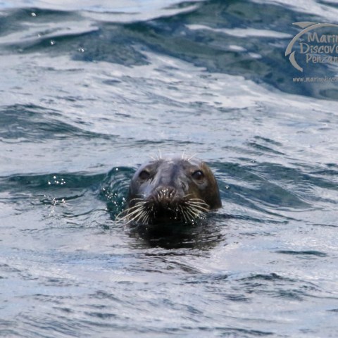 grey seals