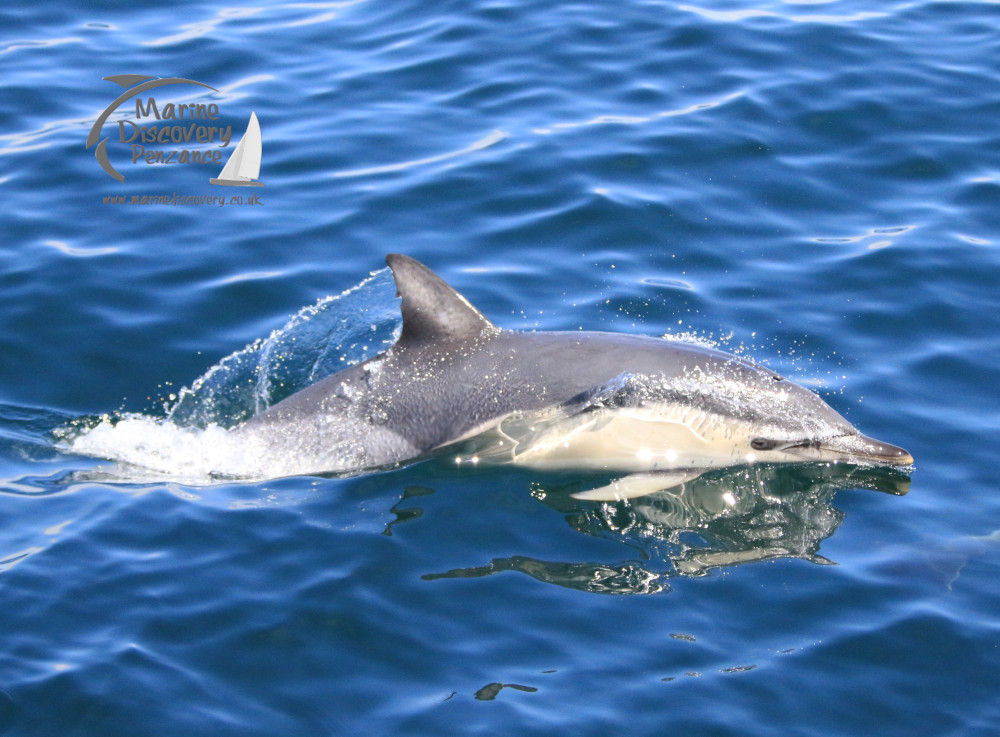 a dolphin swimming in a body of water