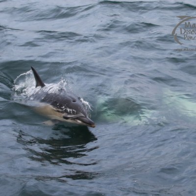 common dolphin