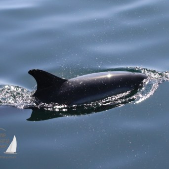 common dolphin