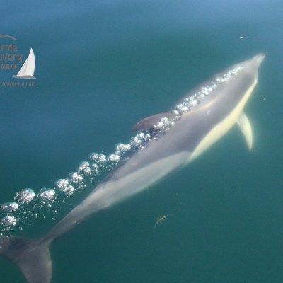 common dolphin
