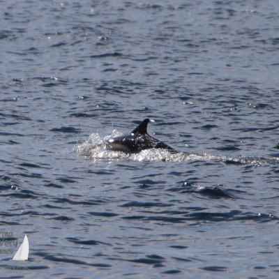 common dolphin
