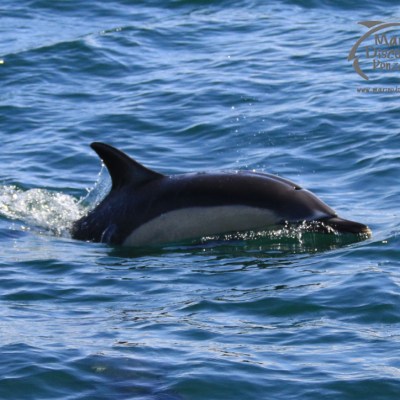 common dolphin