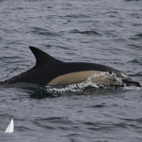common dolphin