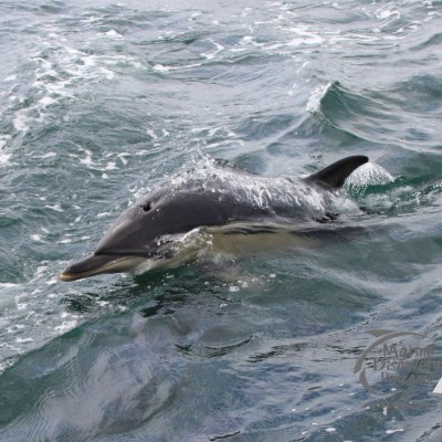 common dolphin