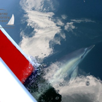 common dolphins and cloud reflections