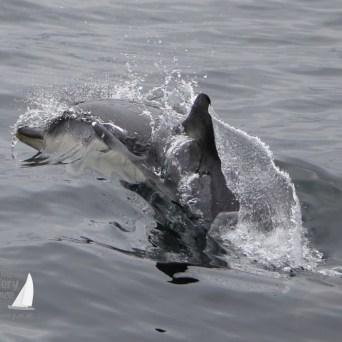 common dolphin