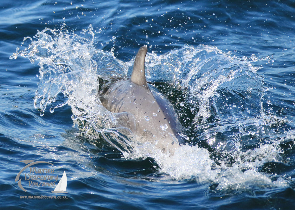 common dolphin bowriding