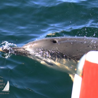 common dolphin bowriding