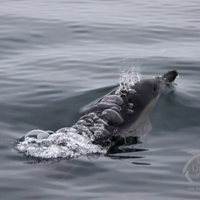 common dolphin bubbles