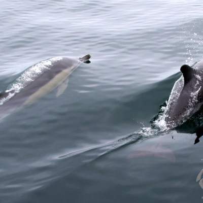 common dolphins