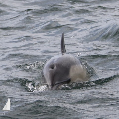 common dolphin